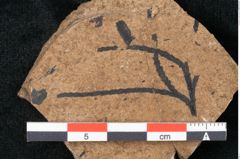Foto (Detailansicht) von Callitris brongniartii Endl. (NHMW-GEO-2024-0188-8217)